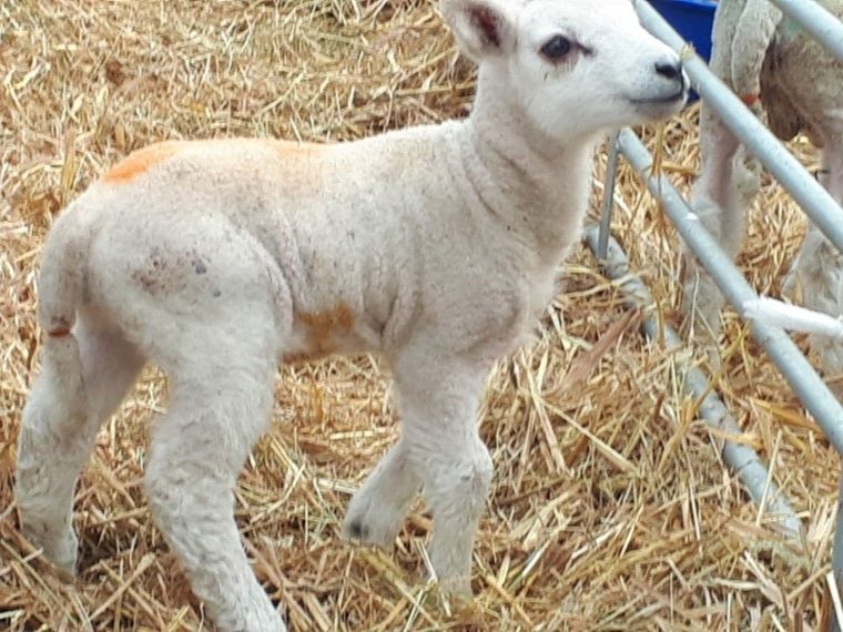 A lamb in a straw pen with an early case of joint-ill